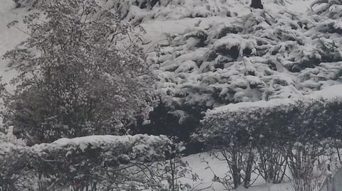 Pierwszy śnieg w Chorzowie