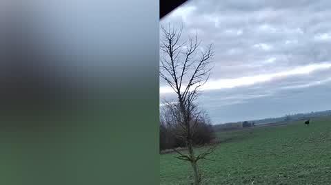 Piękne łosie