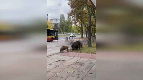 Dziki w Warszawie
