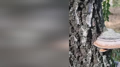 Sobotni las (Wielkopolskie) 