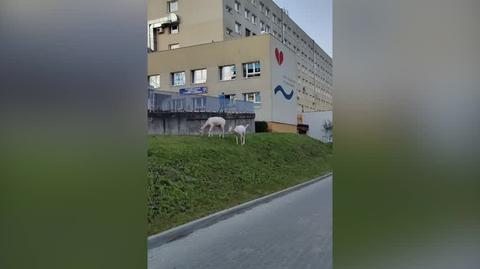 Białe daniele, Wejherowo