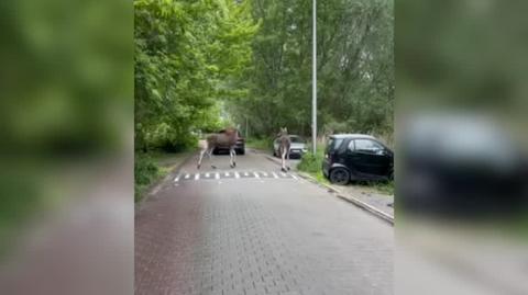 Łosie na Alejach Jerozolimskich w Warszawie 