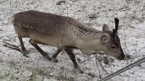 Zima w Wieruszowie (Łódzkie)
