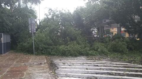 The storm knocked down a huge poplar tree in Szczecin