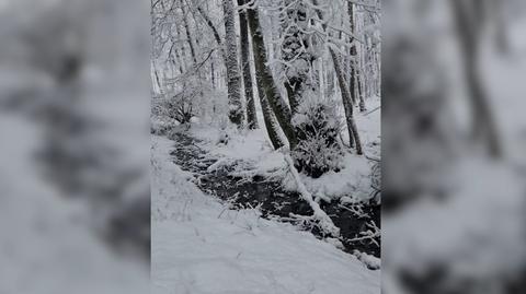 Zima w lesie. Nadleśnictwo Połczyn Zdrój