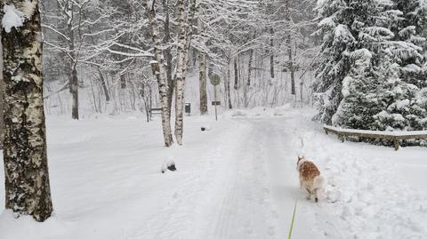 Zima zaskoczyła kierowców nawet w Finlandi