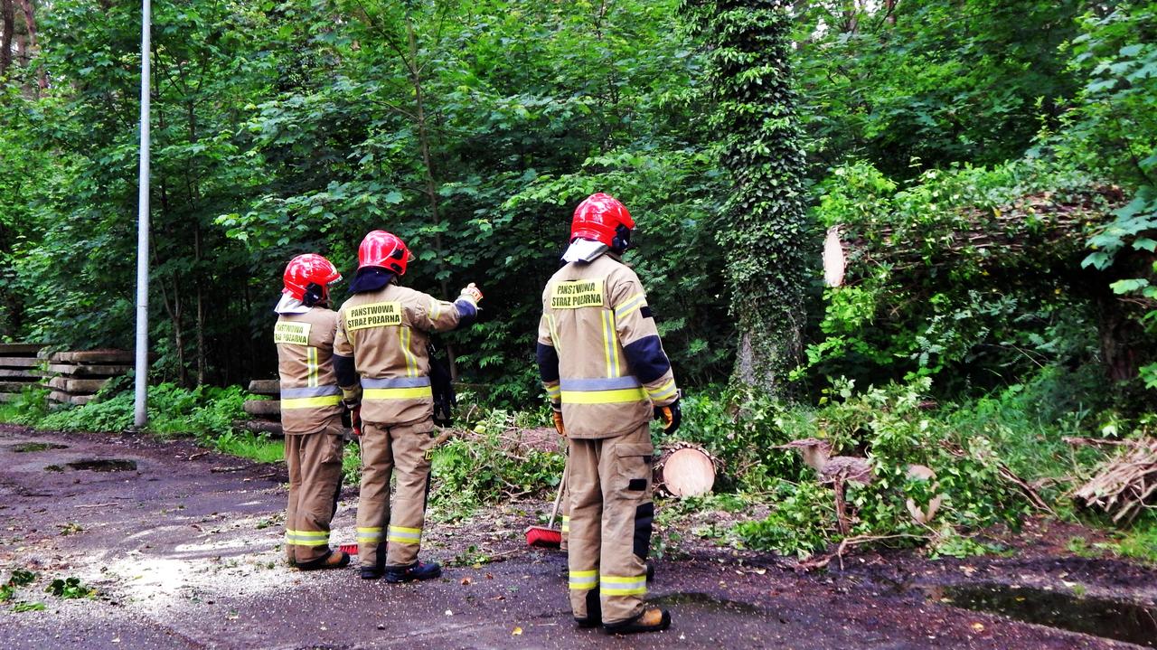 Mocno wieje. Wiatr powalił drzewo w Ustce