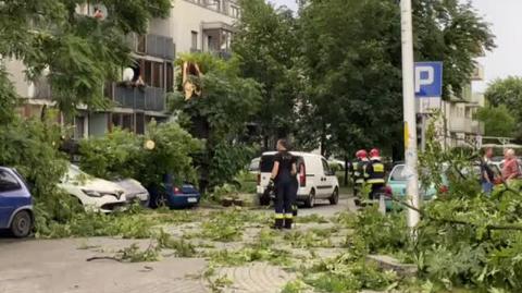 Auta przygniecione przez gałąź