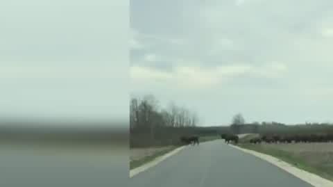 Wiosenne harce żubrów