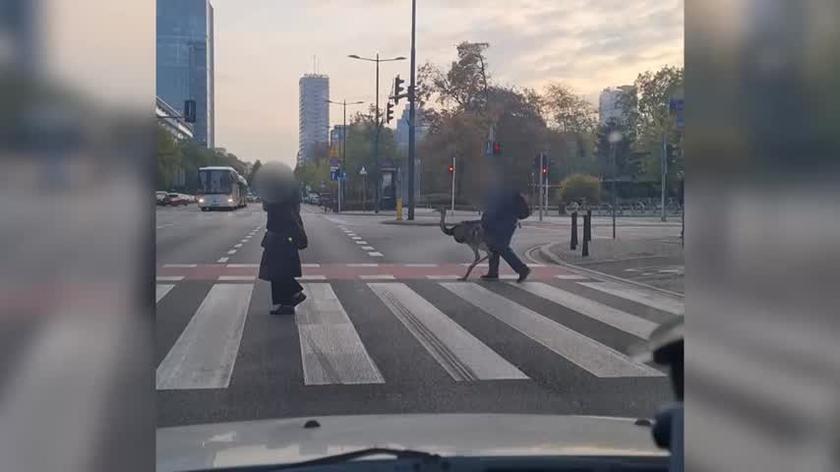 Struś na przejściu dla pieszych w Warszawie