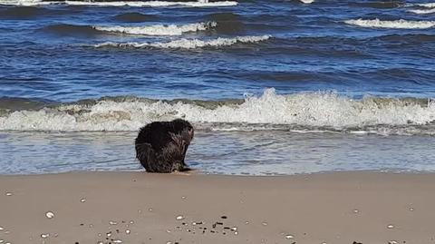 Bóbr na plaży w Świnoujściu 21