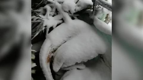 Madryt sparaliżowany przez śnieg