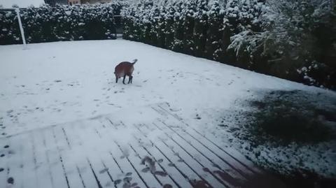 Tak się cieszy Zuma z pierwszego śniegu na Śląsku