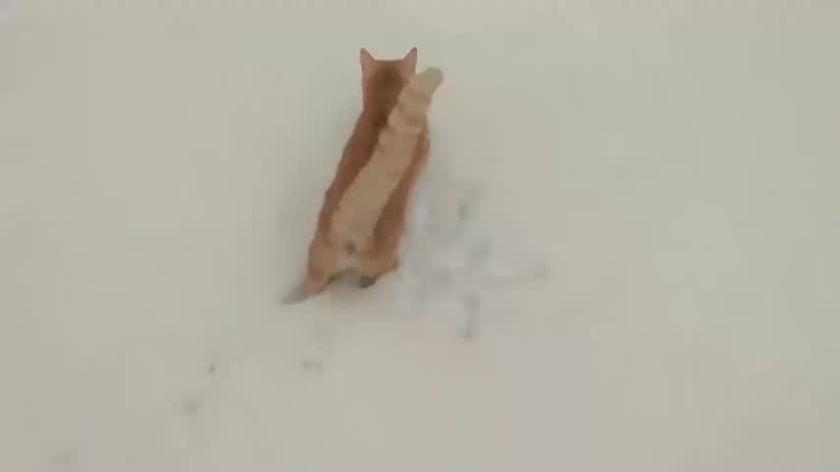 Zima w Siedlcach, zdziwiony kot