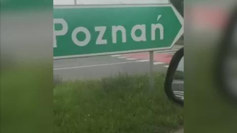 W Lesznie nawet bociany znają przepisy ruchu drogowego