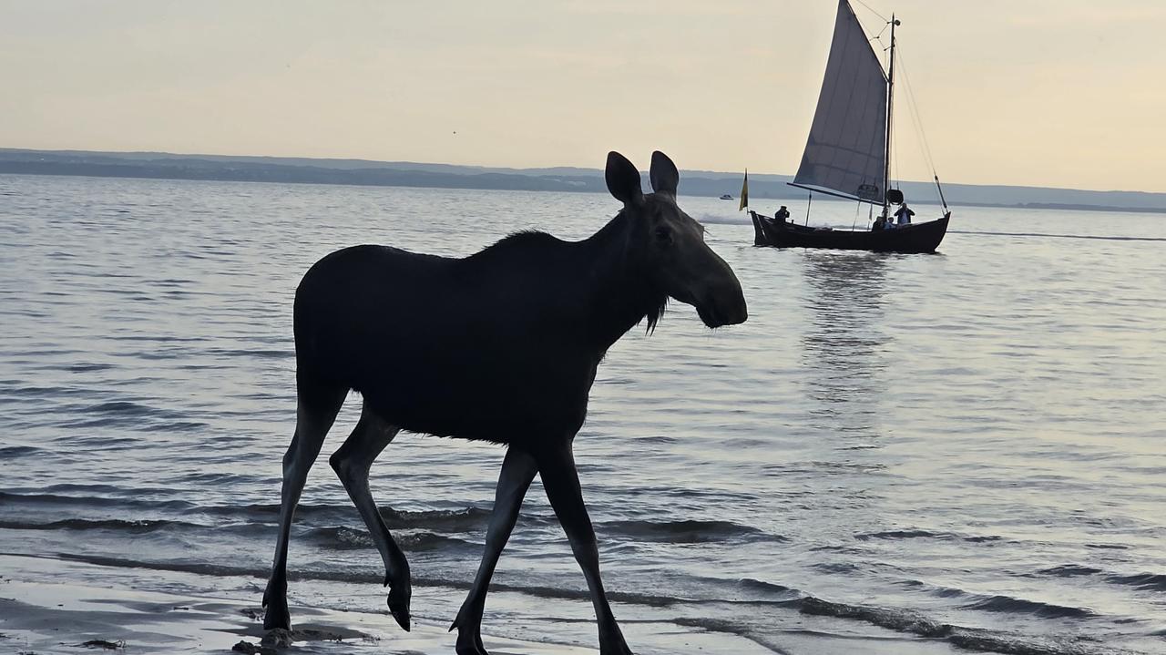 Łoś przypłynął na plażę w Jastarni. "Byliśmy trochę przerażeni i zaskoczeni"