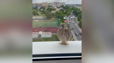 Niespodziewany gość na parapecie w Bydgoszczy