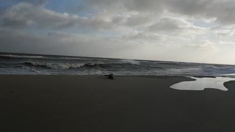 Foka na plaży w Kuźnicy