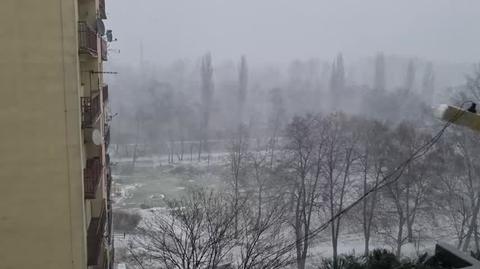 Wichura i snierzyca w Mysłowicach ( Ślask)