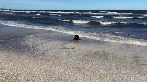 Bóbr na Plaży w Świnoujściu