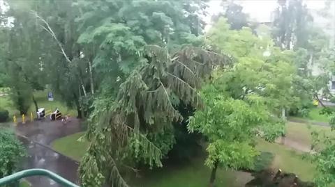 Upadek drzewa i uratowana starsza kobieta