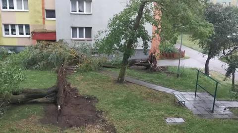 Bydgoszcz, po nawałnicy 01