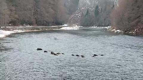 Rodzinna przeprawa dzików przez Dunajec