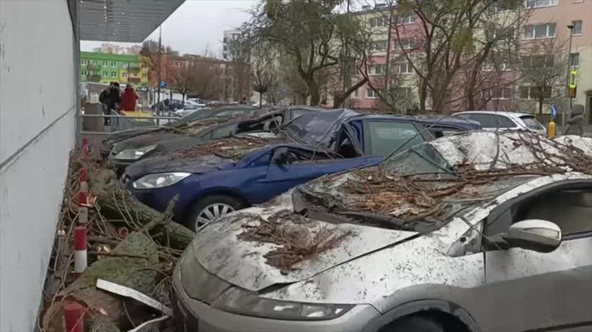 Drzewo zniszczyło cztery zaparkowane auta na Woli