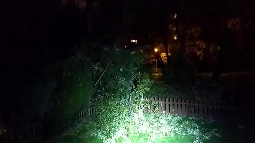 Gdynia, Wiatr powalił drzewo na przydomowe ogródki