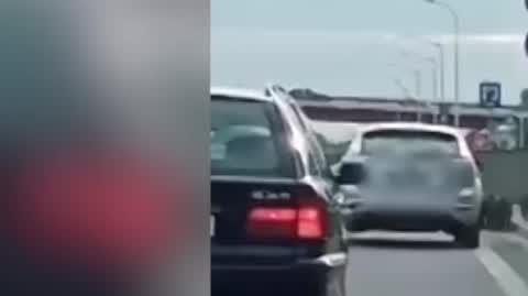 Dziki na Białołęce