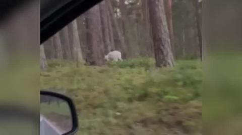 Byk białego daniela na Półwyspie Helskim